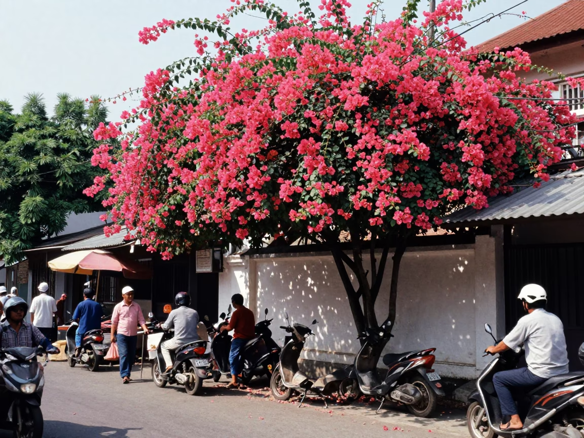 Street Scene in Yogyakarta Indonesia with Bougainvillea and Local Market Life in in Yogyakarta, Indonesia