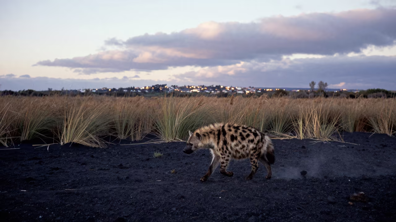 Striped Hyena Crosses Volcanic Sand Near La Paz in at the edge of a reed bed near La Paz
