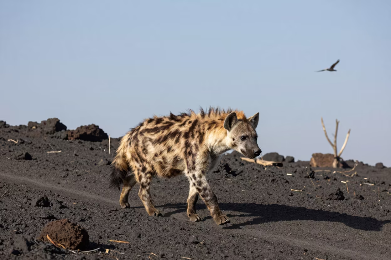 Striped Hyena Crosses Winter Sand in Uttarakhand in along a game trail in Uttarakhand
