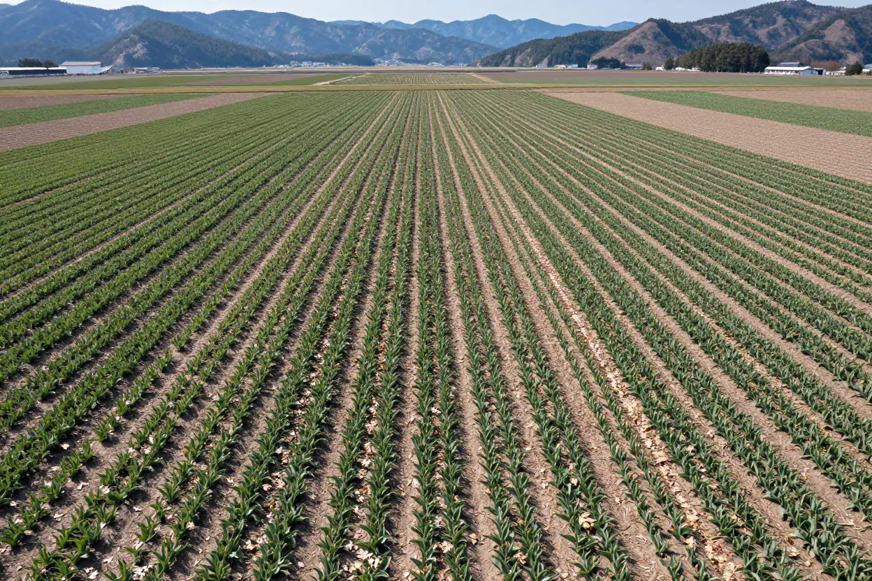 Striped Tulip Fields Japan Valley Summer Light in across a wide valley floor in Japan