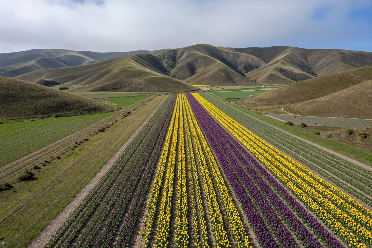 Striped Tulip Fields from Ridge Above Georgia Foothills in from a ridge above layered foothills in Georgia