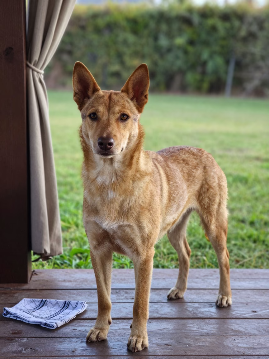 Stumpy Tail Cattle Dog on Shaded Porch in El Alto in in a small yard with clipped grass, calm light, and the animal centered in frame in El Alto
