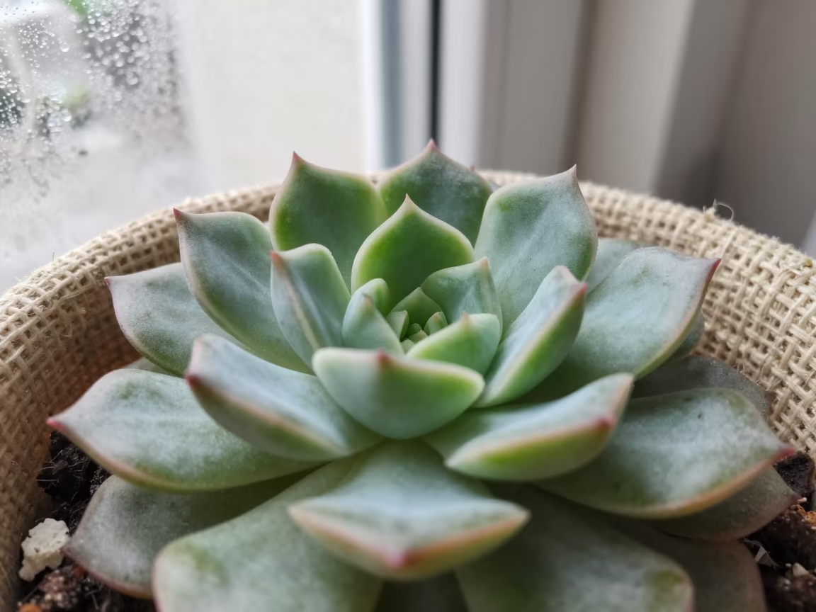 Succulent Rosette Macro Near Linen in against woven linen fibers near Hangzhou