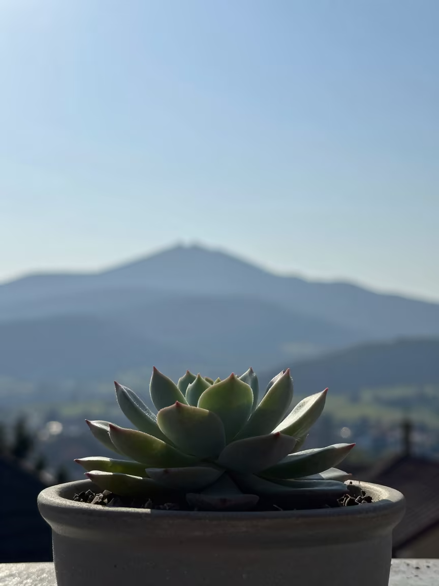 Succulent Tray Silhouetted in Alpine Midday Light in near Ulm
