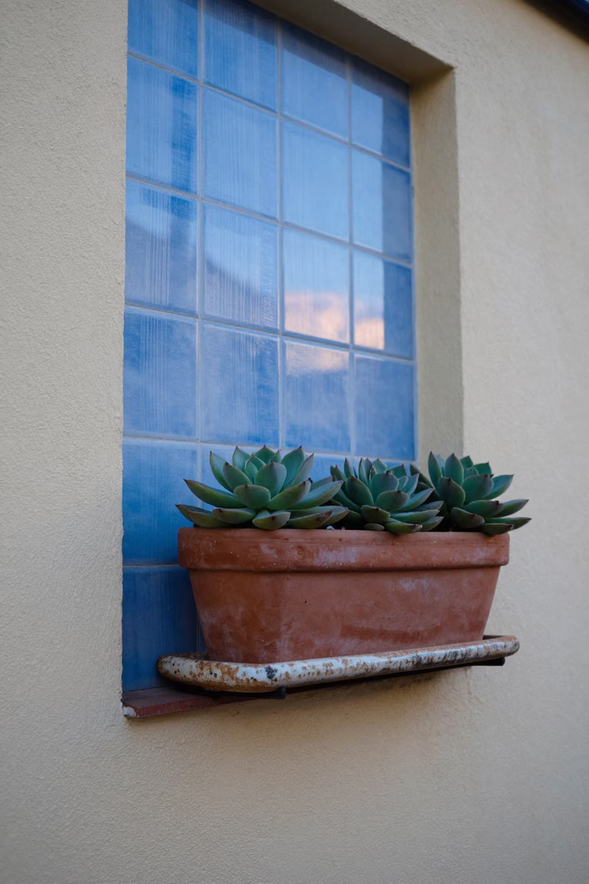 Succulents at Blue Hour in Valencia in in Valencia, Spain