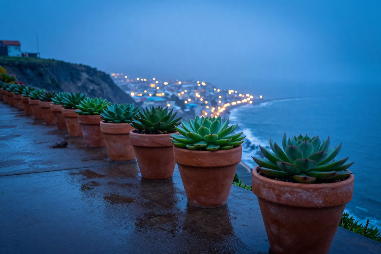 Succulents on Chilean Cliff Edge in along a salt-sprayed cliff edge in Chile