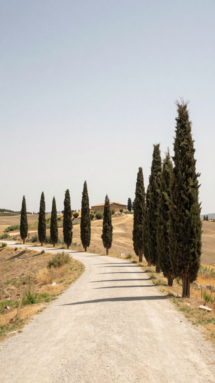 Sun-Bleached Tuscan Roadside with Cypress Trees and Local Traffic in Florence in in Florence, Italy