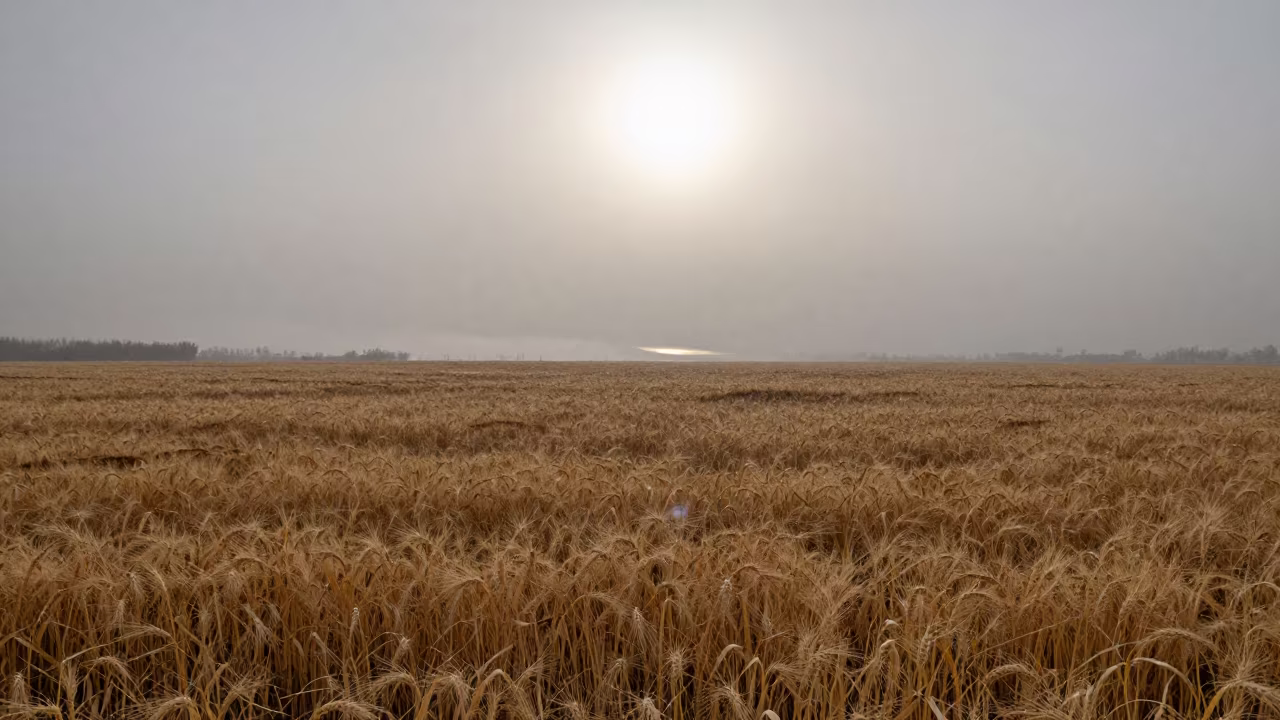Sun Dog Over Wheat Fields in Peshawar Fog in through low marine fog near Peshawar