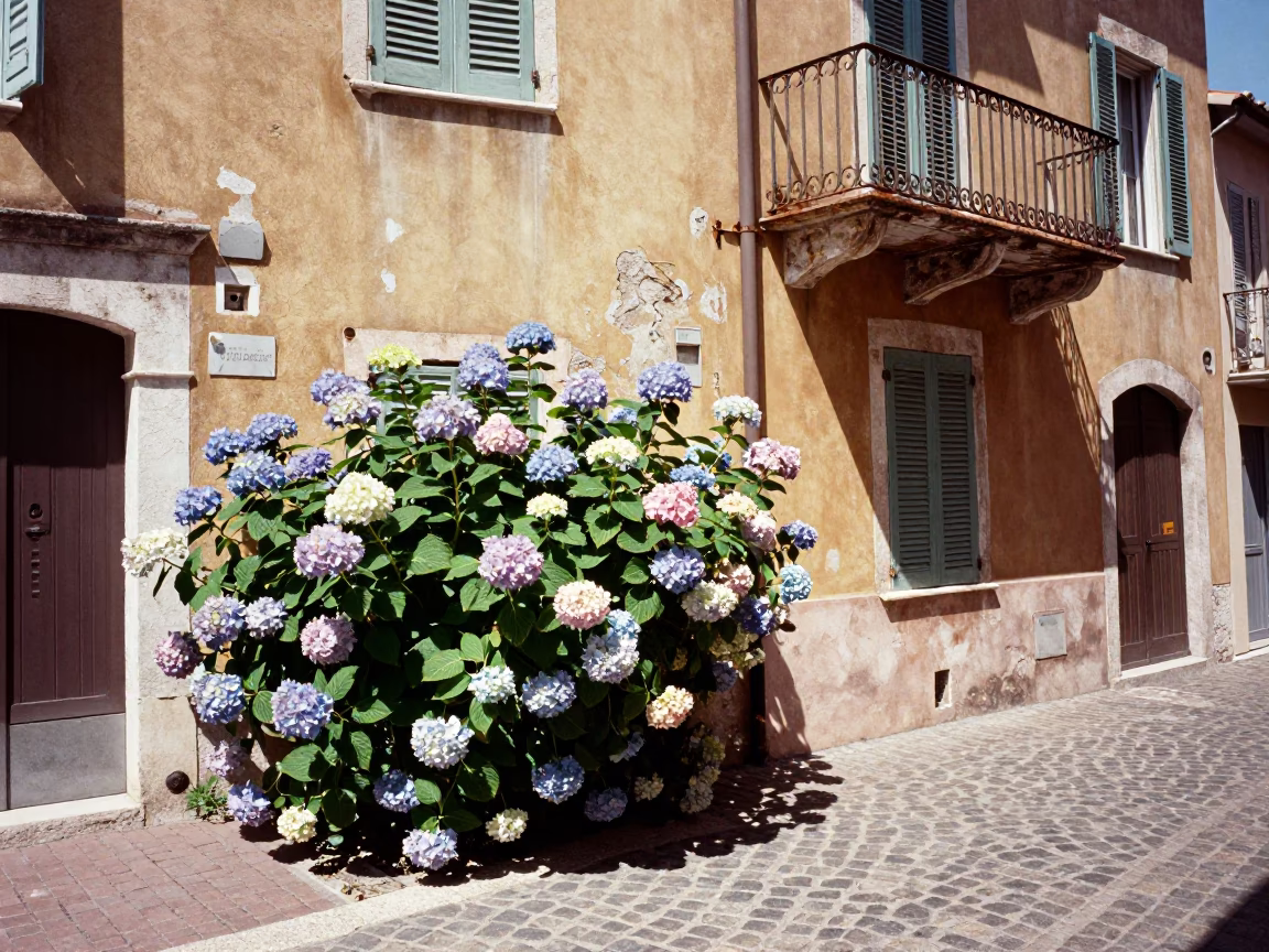 Sun-drenched Nice France street scene with hydrangea bush and vintage bicycle at noon in in Nice, France