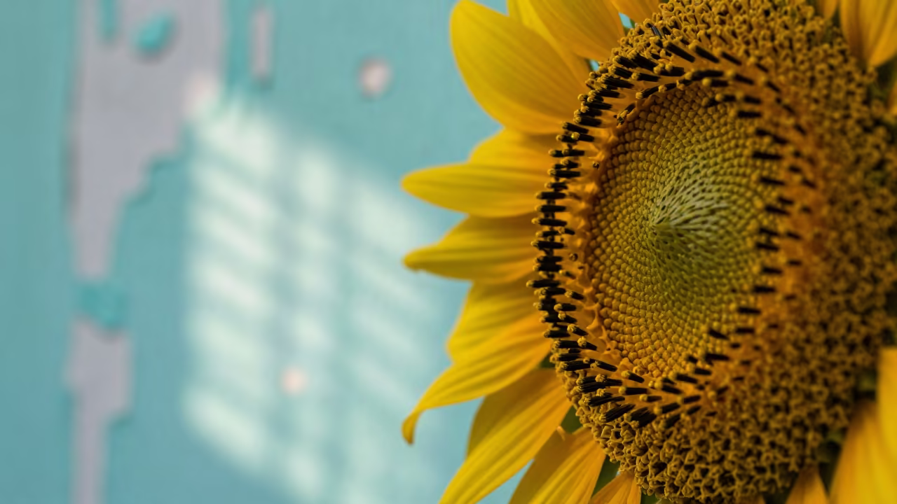 Sunflower Disk Macro with Turquoise Background in against weathered turquoise paint near Kerman