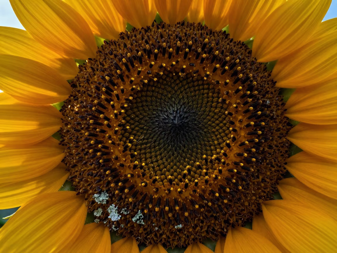 Sunflower Disk Pollen Detail on Lichen Bark in on lichen-covered bark in Ipoh