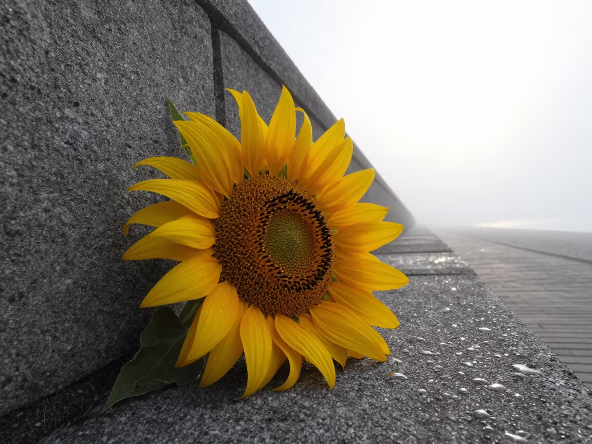 Sunflower Head Beside Stone Wall After Rain in near Almere