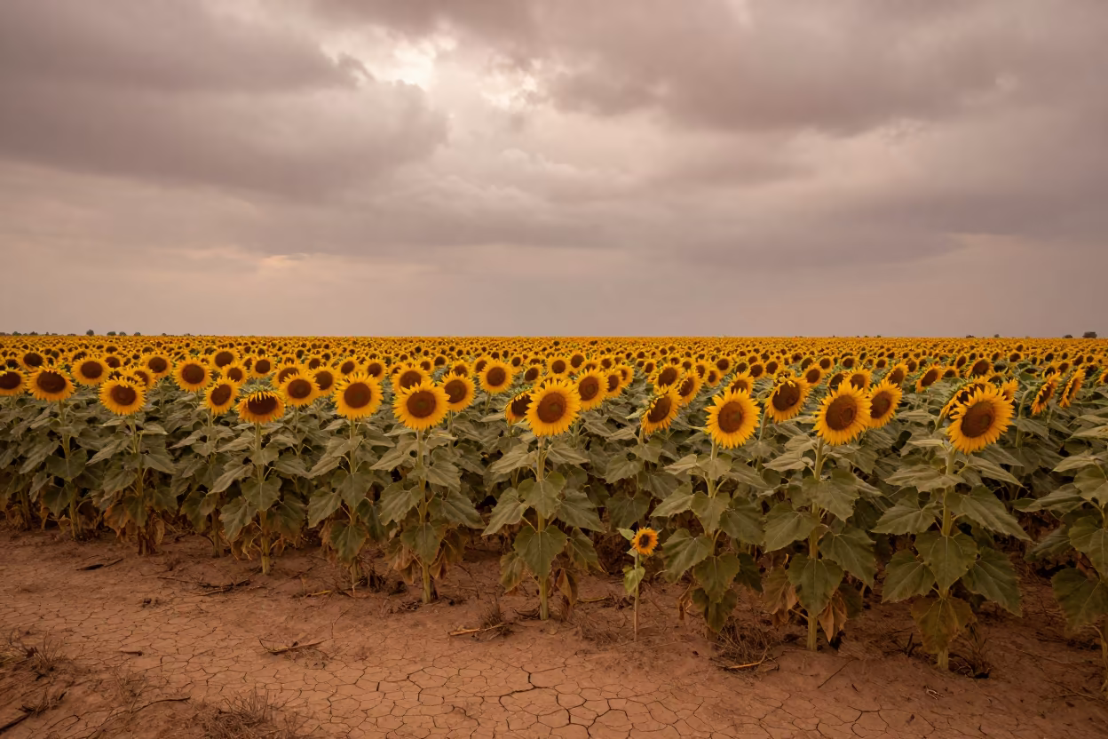Sunflower Paddock Facing West in Dry Season Light in near Minna