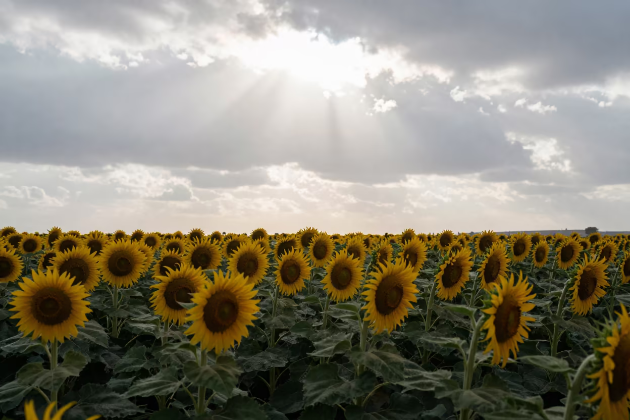 Sunflower Paddock Silhouetted Against Rain Sky in near Hurghada