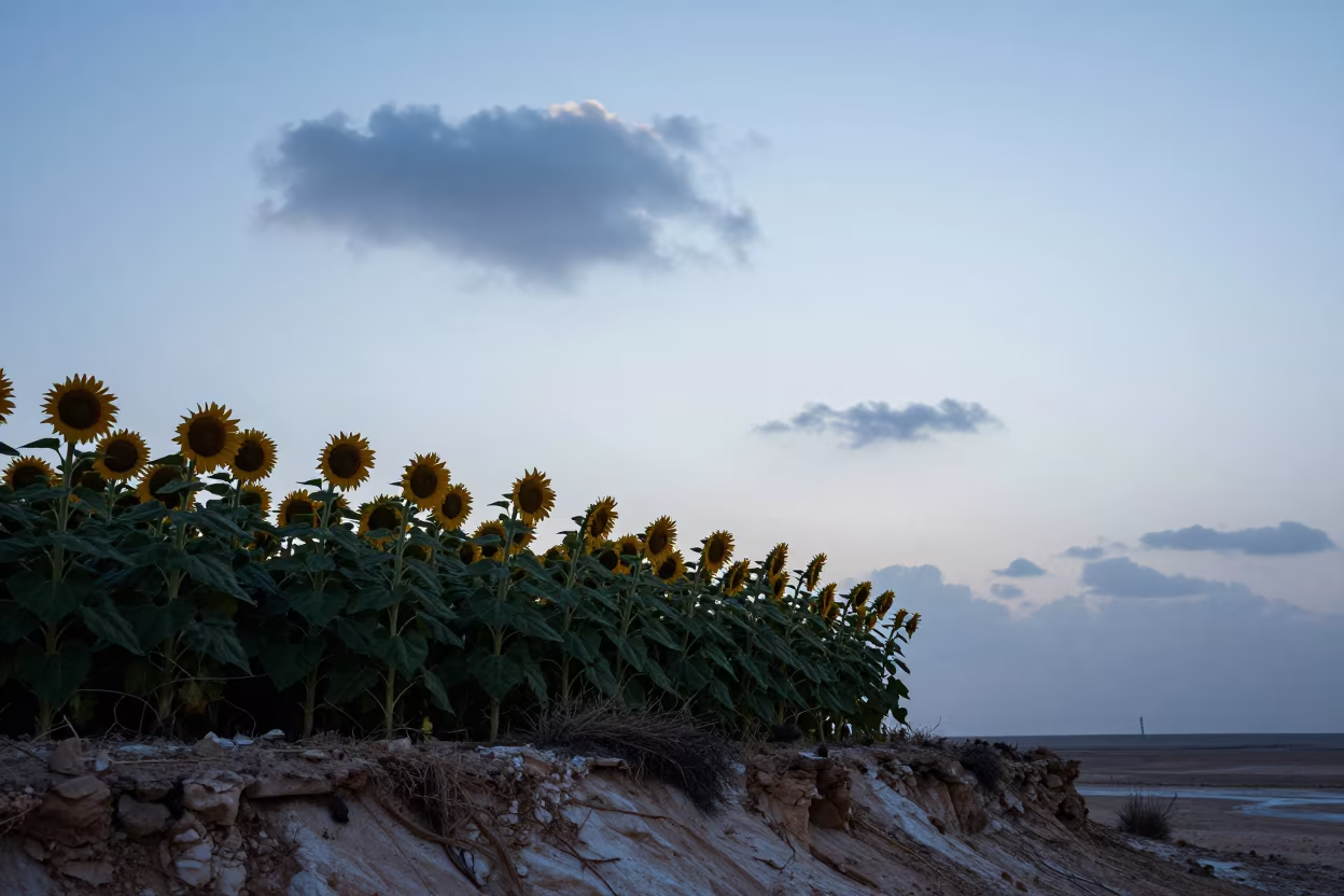 Sunflower Silhouettes on Al Ain Cliff Edge at Blue Hour in along a salt-sprayed cliff edge near Al Ain
