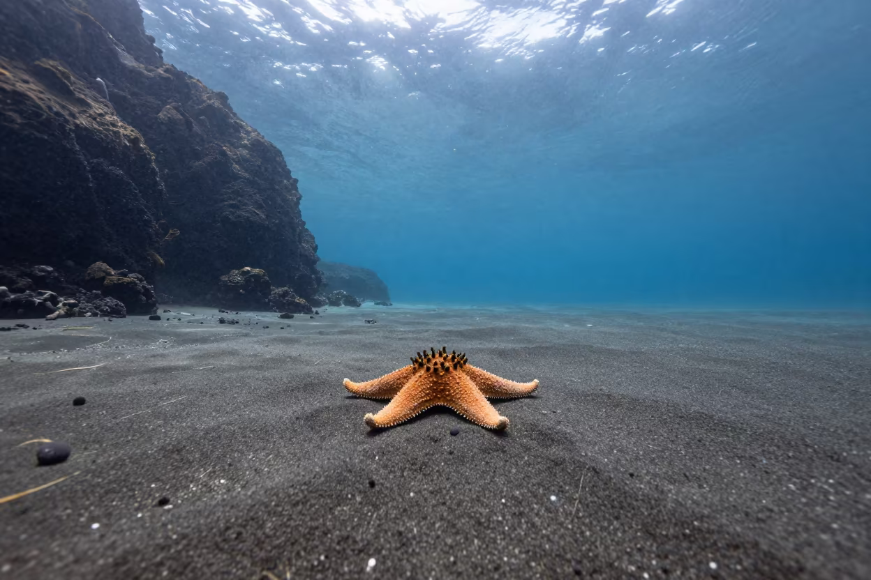 Sunflower Starfish Hunting Near Chilean Volcanic Drop-off in beside a volcanic drop-off in Chile