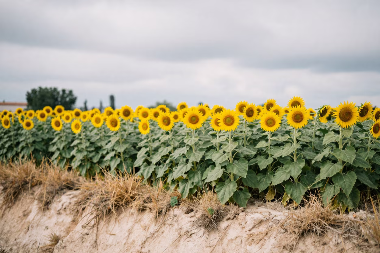 Sunflowers Facing Light on Madrid Cliff Edge in along a salt-sprayed cliff edge near Retiro, Madrid