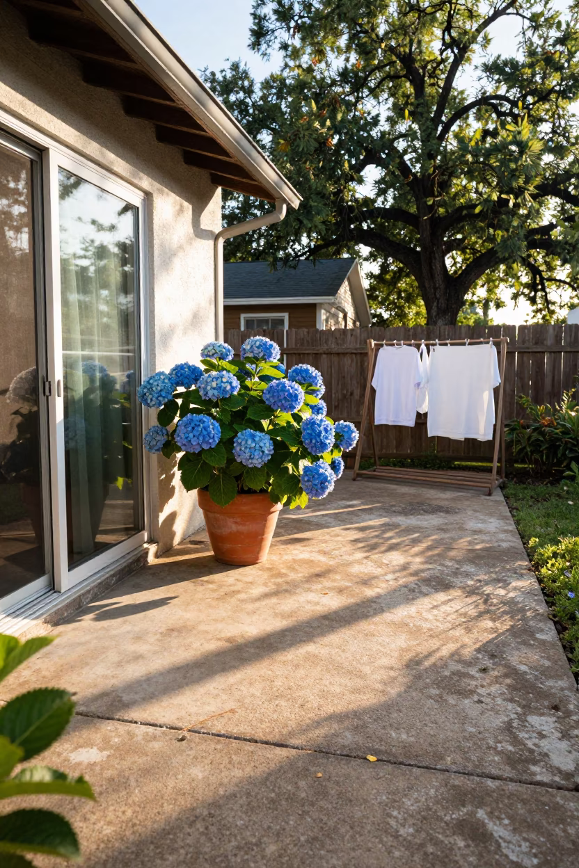 Sunlit Austin Texas Patio with Hydrangeas and Drying Rack After Sunrise in in Austin, Texas, United States