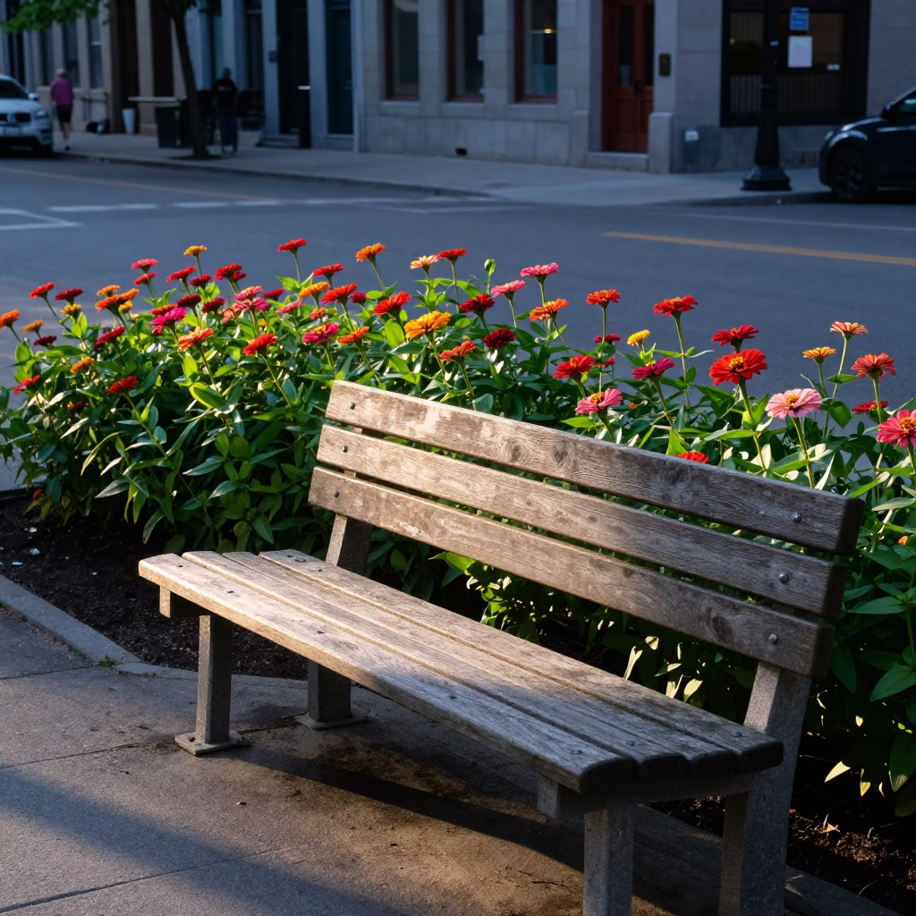 Sunlit Bench and Zinnia Bed in Montreal Quebec Early Morning Light in in Montreal, Quebec, Canada