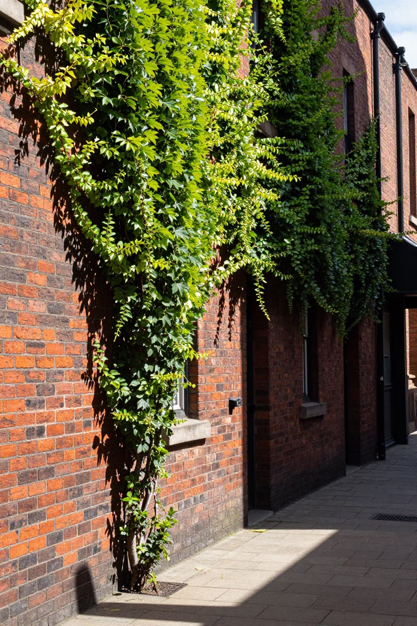 Sunlit Brick Alleyway with Ivy in Liverpool United Kingdom Midday in in Liverpool, United Kingdom