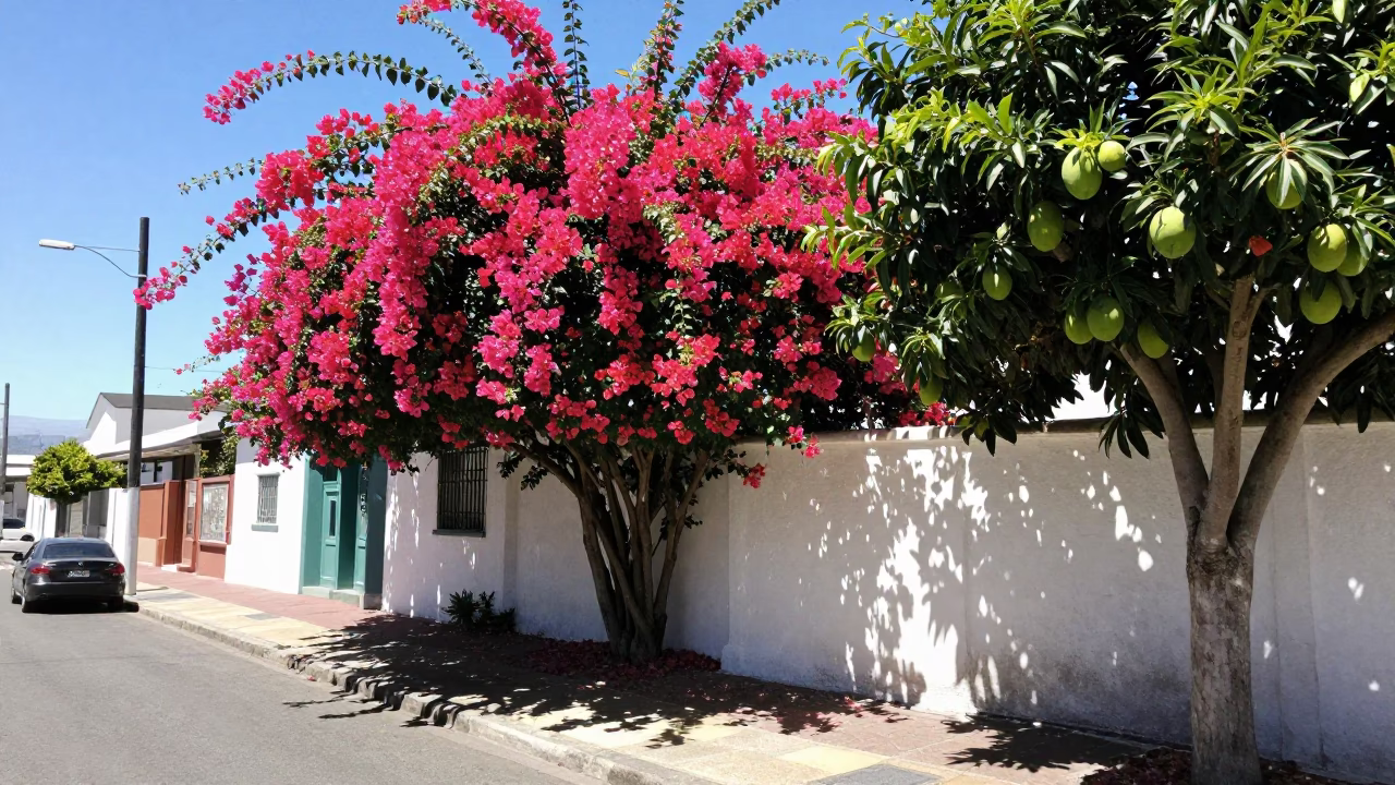 Sunlit Cape Town Street Scene with Bougainvillea and Mango Tree in Noon Light in in Cape Town, South Africa