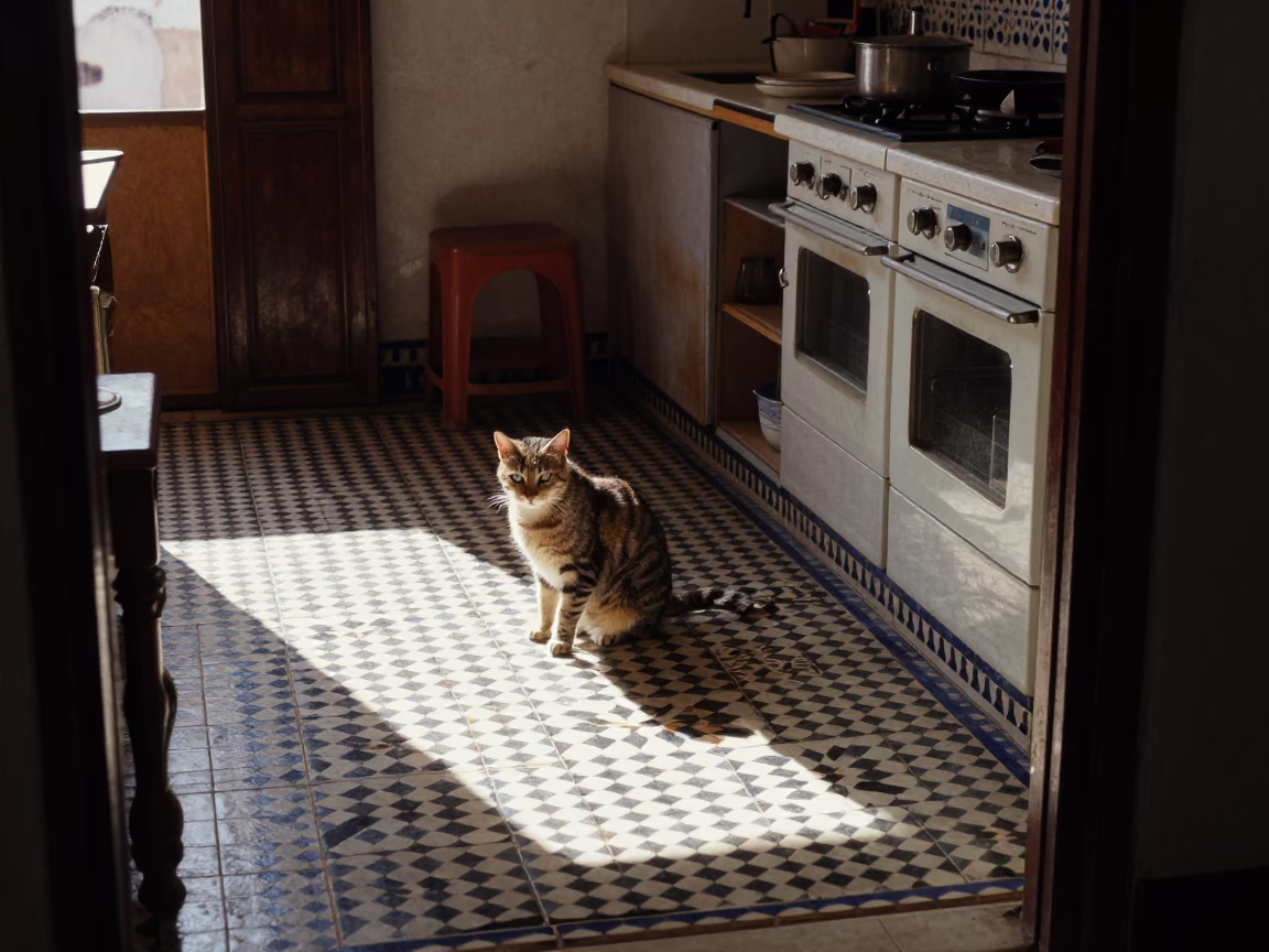 Sunlit Casablanca Kitchen Scene with Cat and Tiled Floor in in Casablanca, Morocco