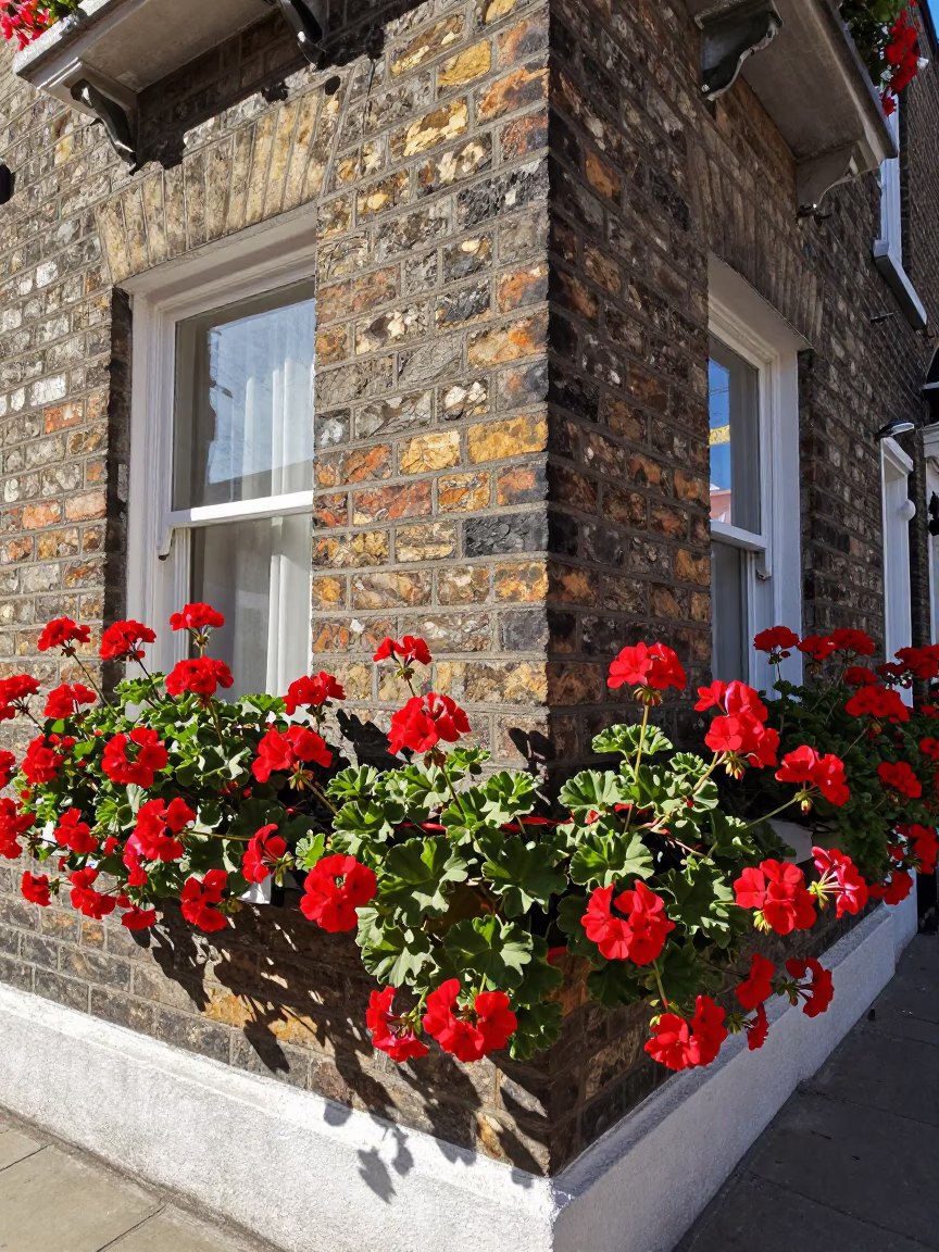 Sunlit Geraniums and Brickwork on a Dublin Street Corner at Midday in in Dublin, Ireland