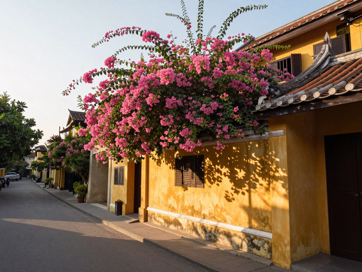 Sunlit Hoi An Street Scene with Bougainvillea and Traditional Yellow Architecture in in Hoi An, Vietnam
