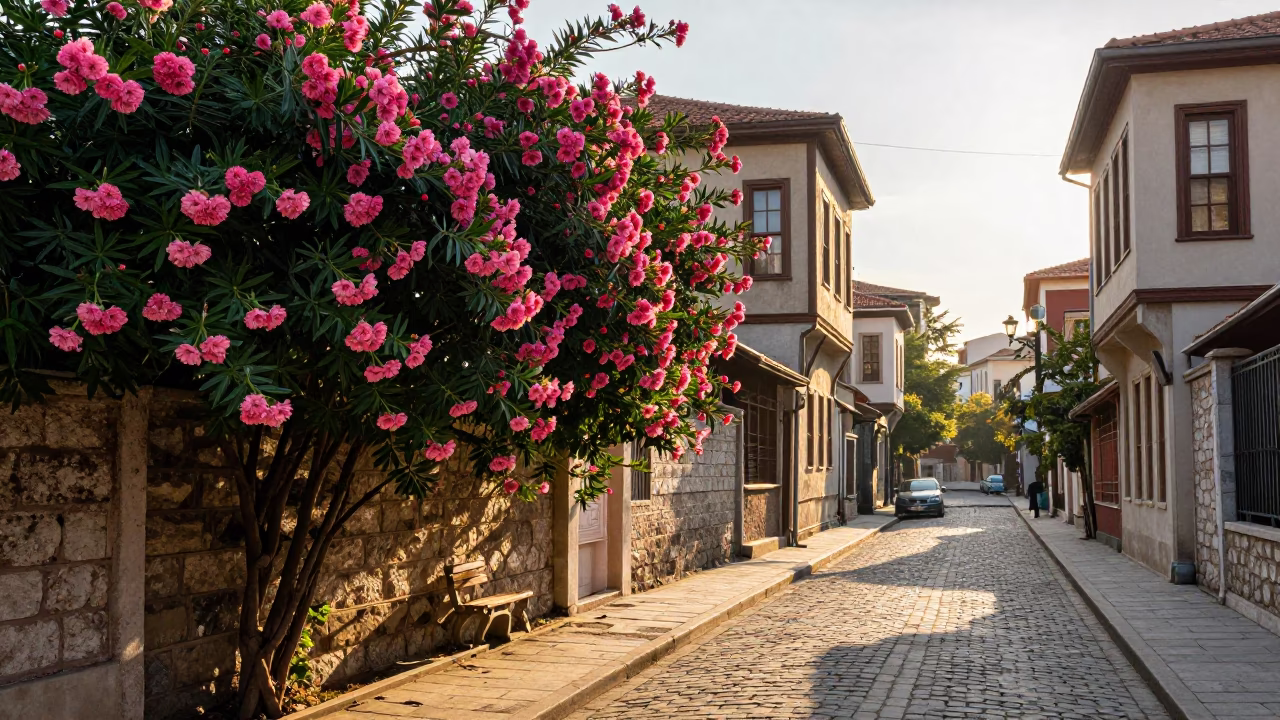 Sunlit Istanbul Street Scene with Oleander Hedge and Morning Light in in Istanbul, Turkey