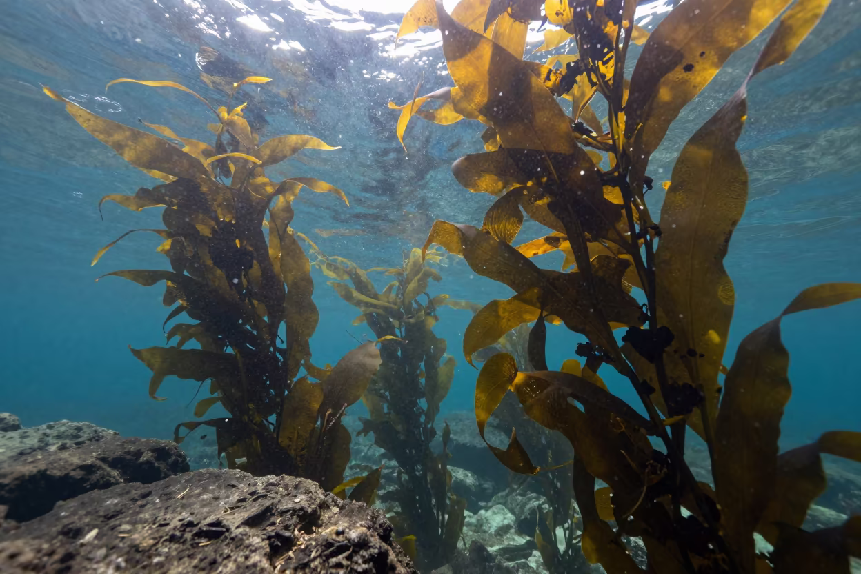 Sunlit Kelp Forest Canopy Mumbai Tide Ledge in beside a tide-cut rock ledge under clear water in Bandra, Mumbai