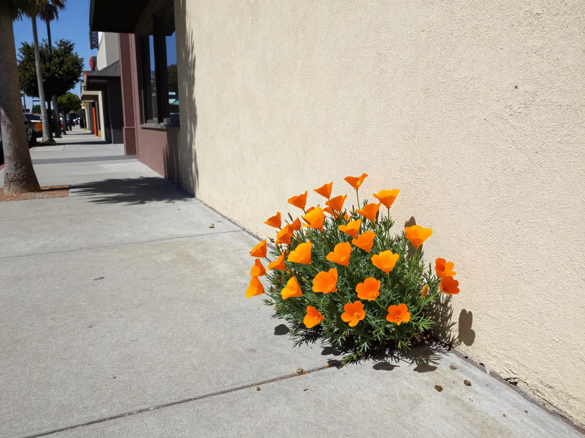 Sunlit Los Angeles Street Scene with California Poppies and Local Lifestyle Details in in Los Angeles, California, United States