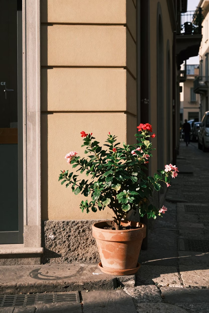 Sunlit Milan Street Corner with Flowering Plant and Paint Flecks on Chair in in Milan, Italy