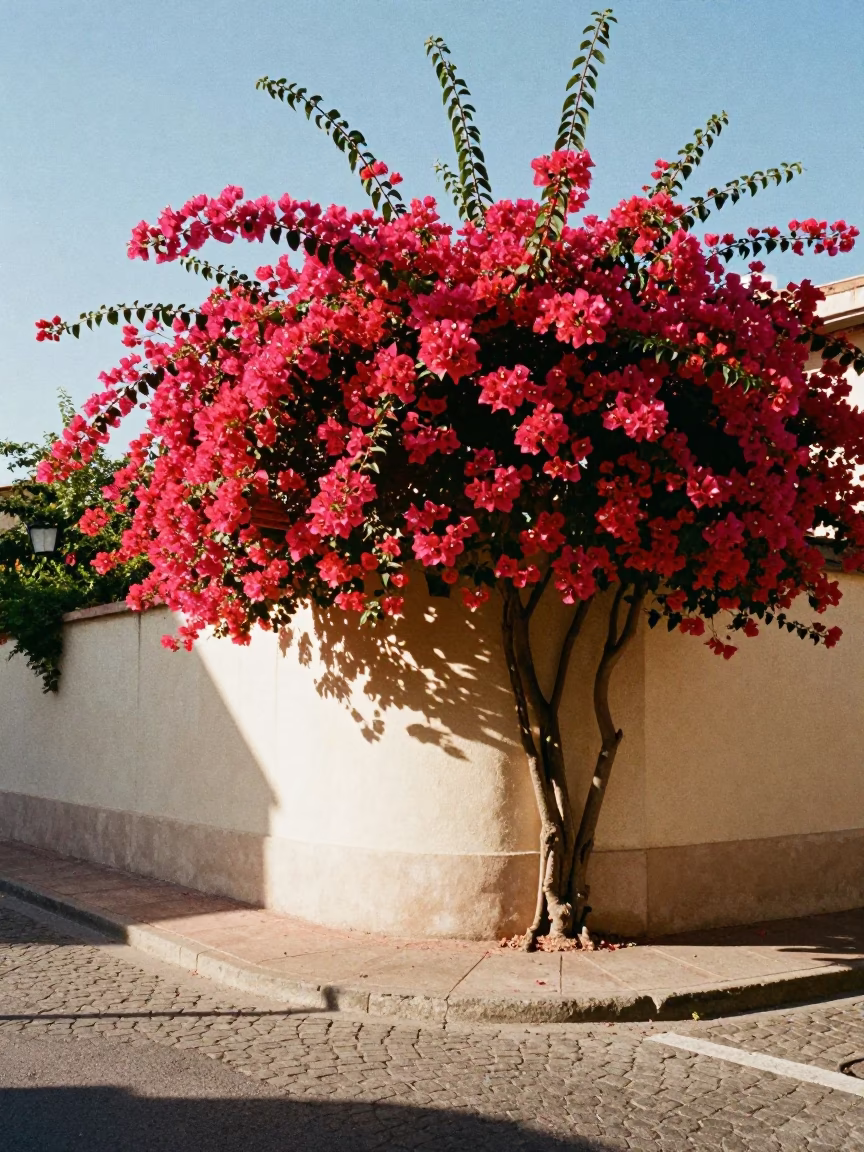 Sunlit Nice France Street Corner with Vibrant Bougainvillea and Local Cafe Table in in Nice, France