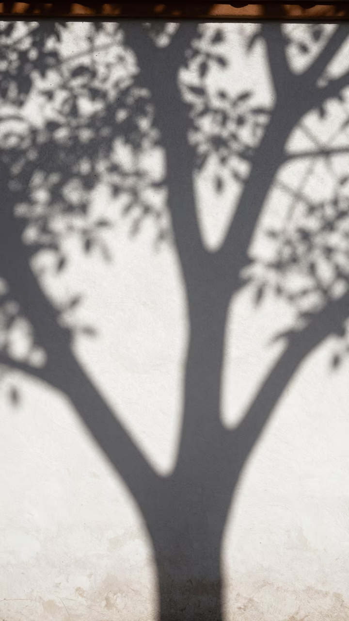 Sunlit Plaster Wall With Dappled Leaf Shadows In Seville Winter Noon in in Seville, Spain