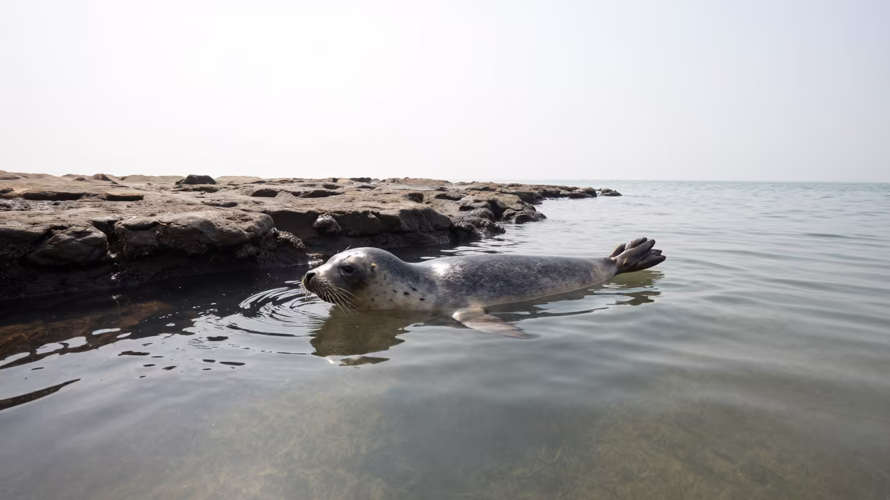 Sunlit Seal Swimming Near Dharavi Rock Ledge in beside a tide-cut rock ledge under clear water near Dharavi, Mumbai