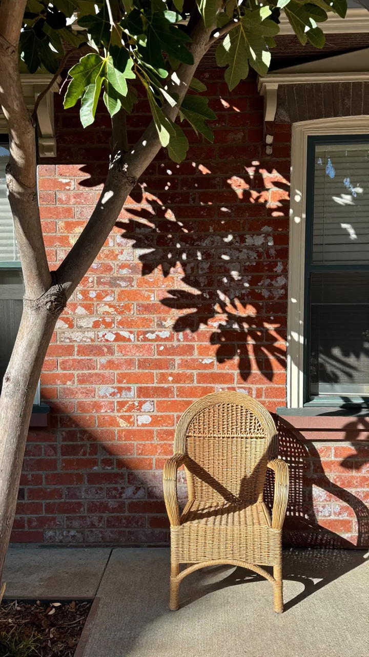 Sunlit Victorian Patio in San Francisco Featuring Fig Tree and Vintage Radio in in San Francisco, California, United States