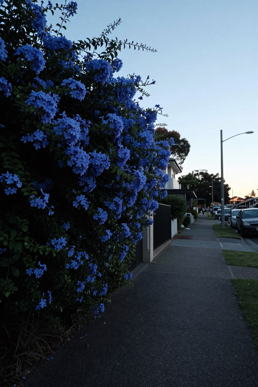 Sunrise Light on Street Scene in Perth in in Perth, Western Australia, Australia