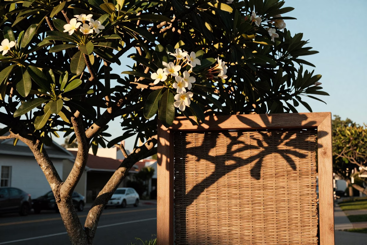 Sunrise Street Scene in San Diego California with Plumeria Tree and Wicker Shadow in in San Diego, California, United States