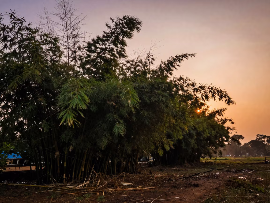 Sunset Bamboo Grove Silhouettes Near Phnom Penh in near Phnom Penh