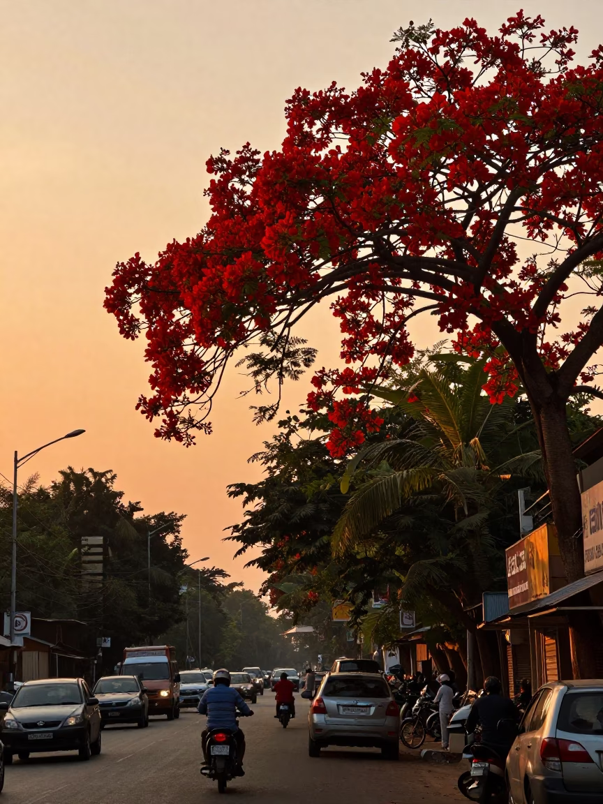 Sunset Glow Over Chennai Street With Flame Tree And Garden Gate in in Chennai, India