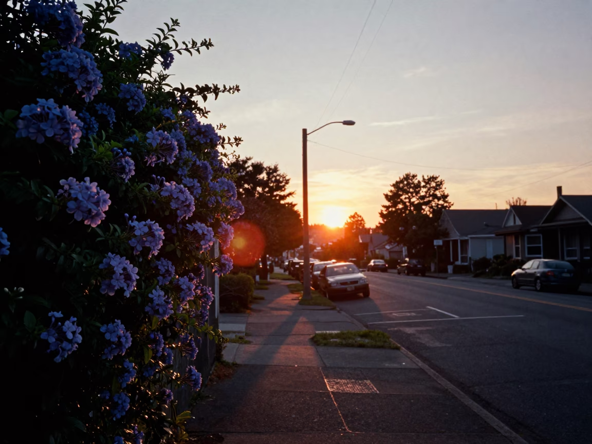 Sunset in Portland Oregon with Plumbago Hedge and Street Scene in in Portland, Oregon, United States