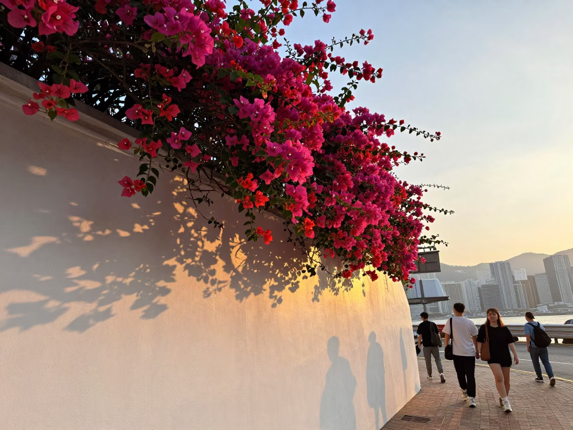 Sunset Light on Bougainvillea Cascade in Hong Kong in in Hong Kong, Hong Kong