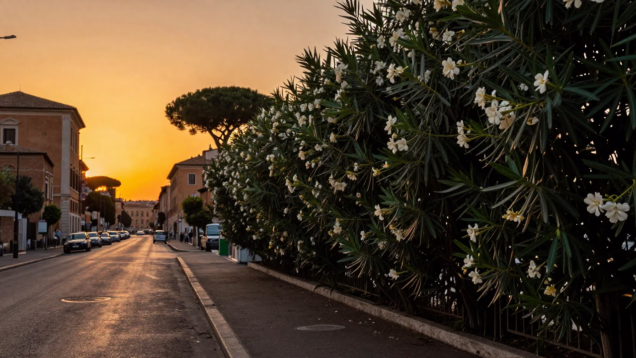 Sunset light on Roman street with oleander hedge and passing traffic in in Rome, Italy
