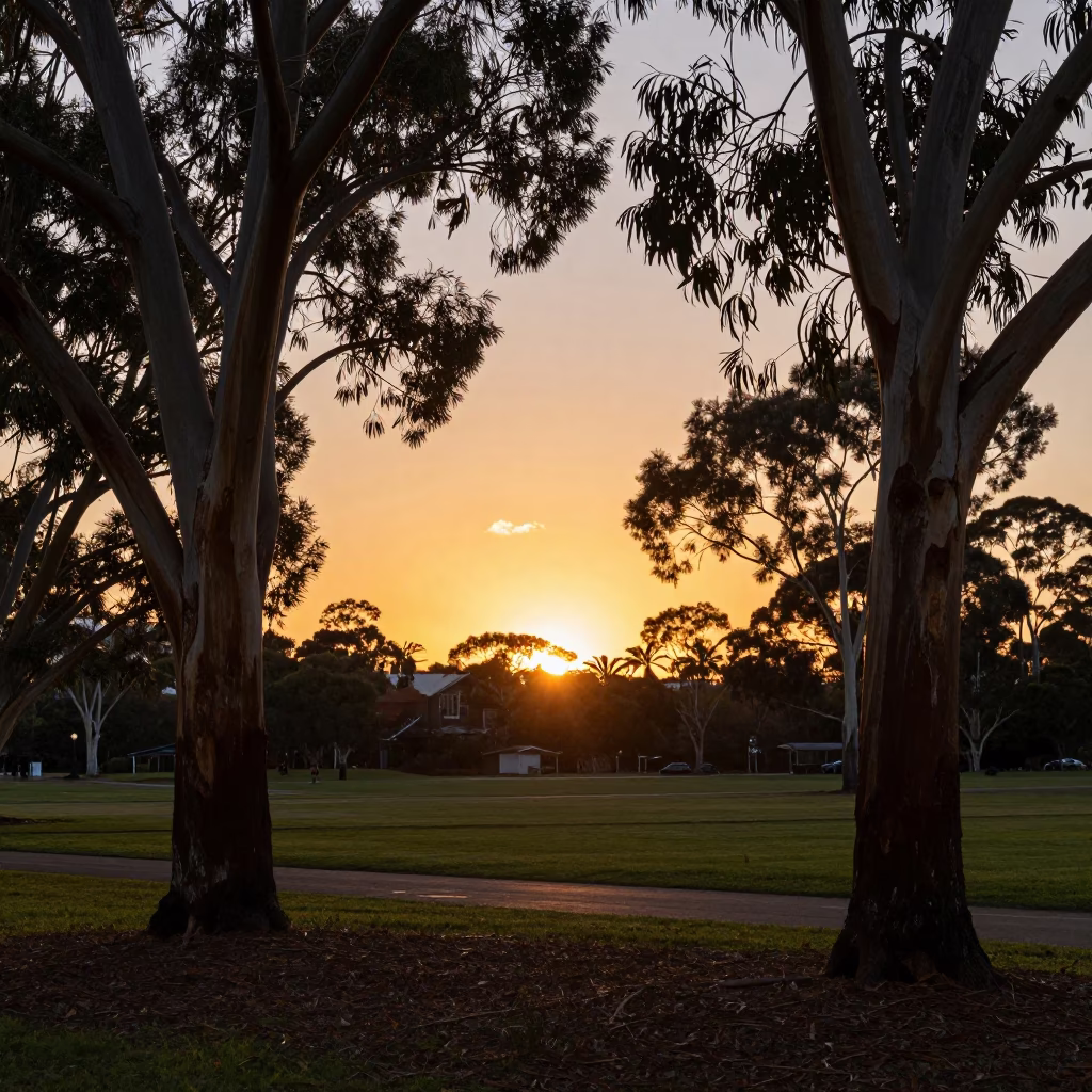 Sunset over Adelaide Park Lands with native trees and city skyline in in Adelaide, South Australia, Australia