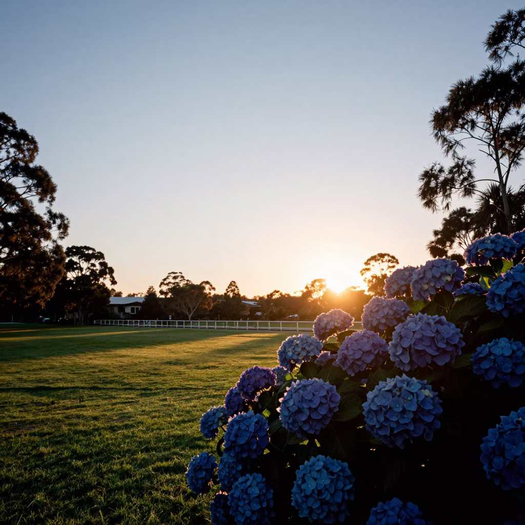 Sunset over Adelaide Parklands with Hydrangeas and Steel Railings in in Adelaide, South Australia, Australia