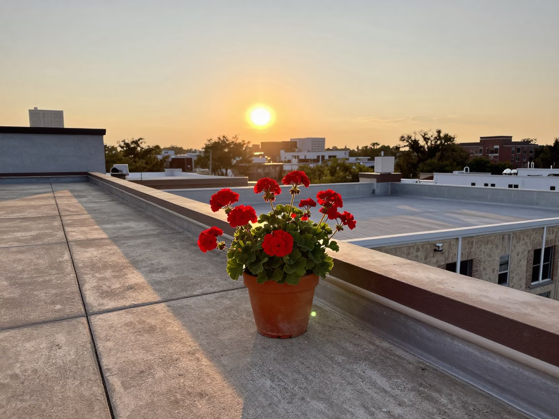 Sunset over Austin Texas Rooftop with Potted Geraniums and Urban Skyline Views in in Austin, Texas, United States