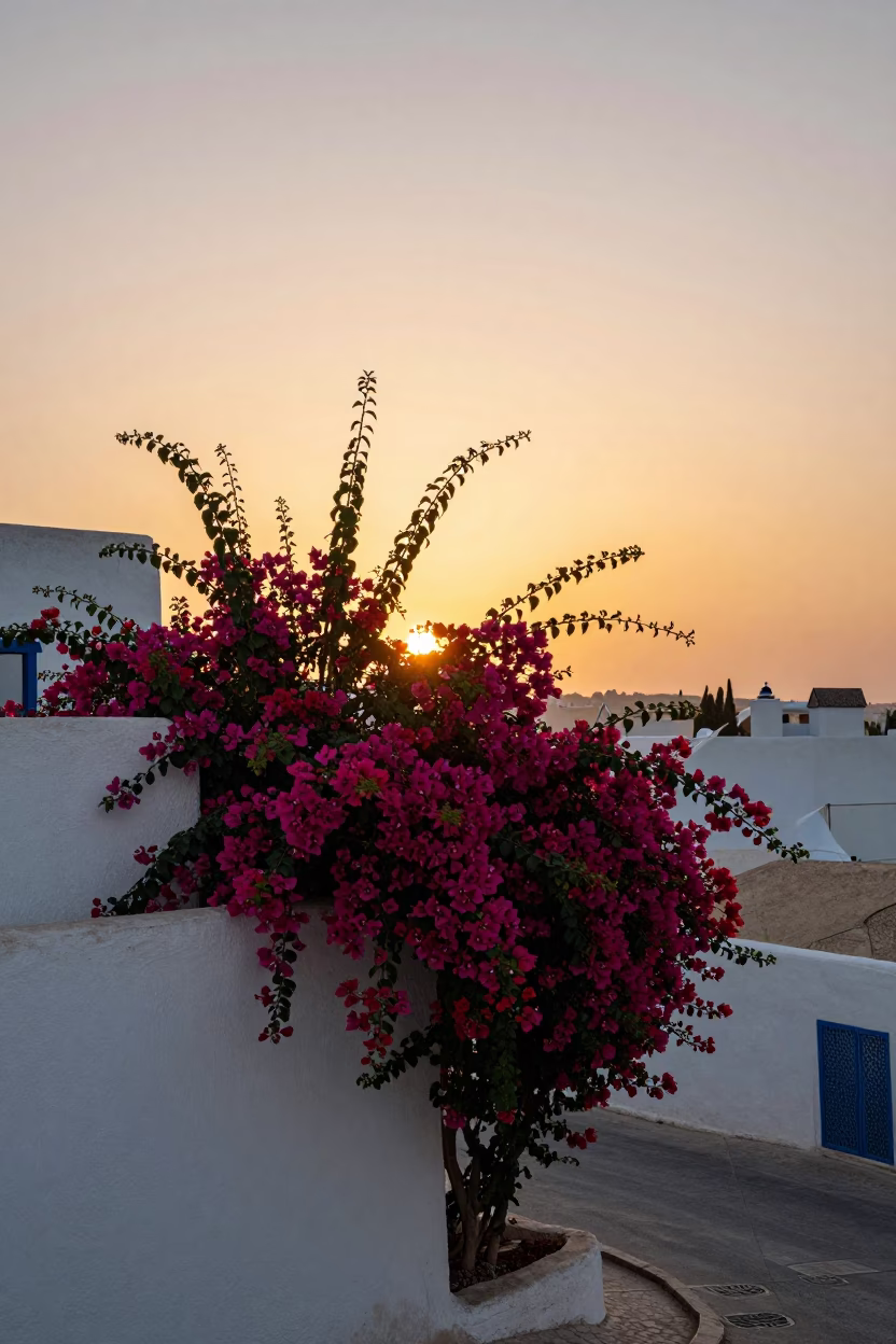 Sunset over Tunis medina with bougainvillea cascade over white garden wall in in Tunis, Tunisia