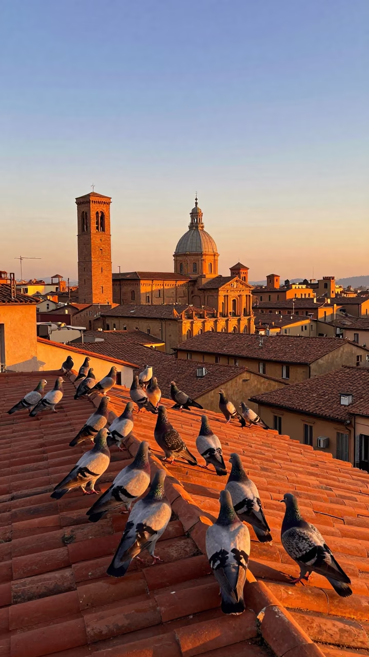 Sunset Pigeons at Sunset Light in Bologna in in Bologna, Italy