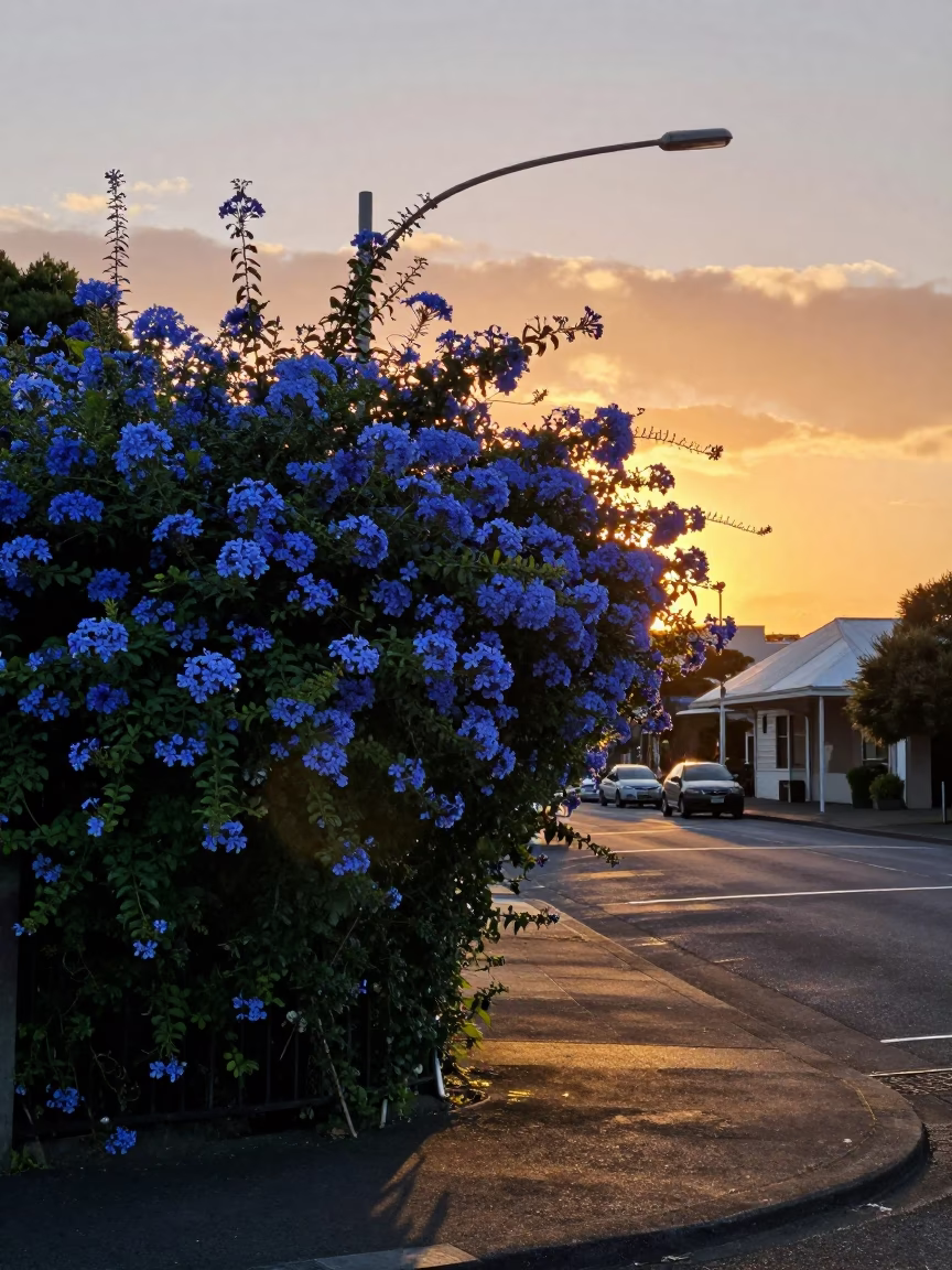 Sunset Scene in Auckland at Sunset Light in in Auckland, New Zealand