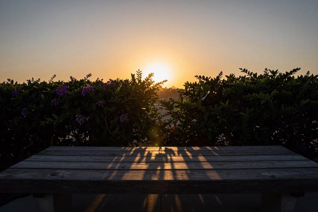 Sunset Silhouette of Plumbago Hedge and Bench Shadows in San Diego California in in San Diego, California, United States
